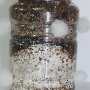 Premium Lion’s Mane Mushroom Grow Kit – Brain Booster