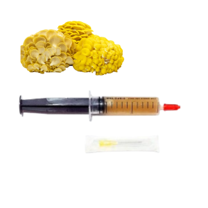 Premium Golden Oyster 10 ml Liquid Culture - Antioxidant-packed