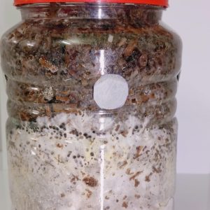 Premium Shiitake Mushroom Easy Grow Kit – Eco-friendly