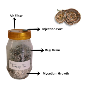 Turkey Tail Mushroom (Trametes versicolor) Grain Spawn