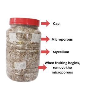 Premium Golden Oyster Mushroom Easy Grow Kit – High-yielding