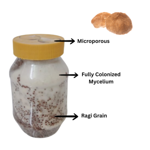 Lion’s Mane Mushroom (Hericium erinaceus) Grain Spawn