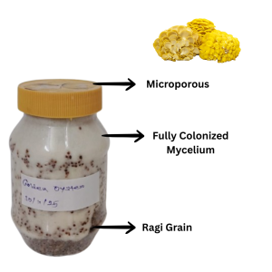 Golden Oyster Mushroom (Pleurotus citrinopileatus) Grain Spawn