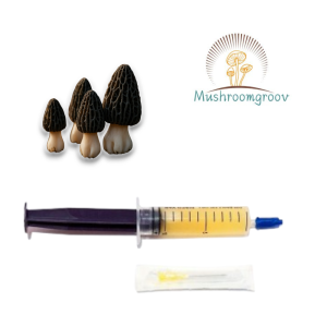 Australian Black Morel 10 ml Liquid Culture Syringe – Brain Booster