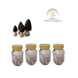 Premium Australian Black Morel Mushroom Grain Spawn