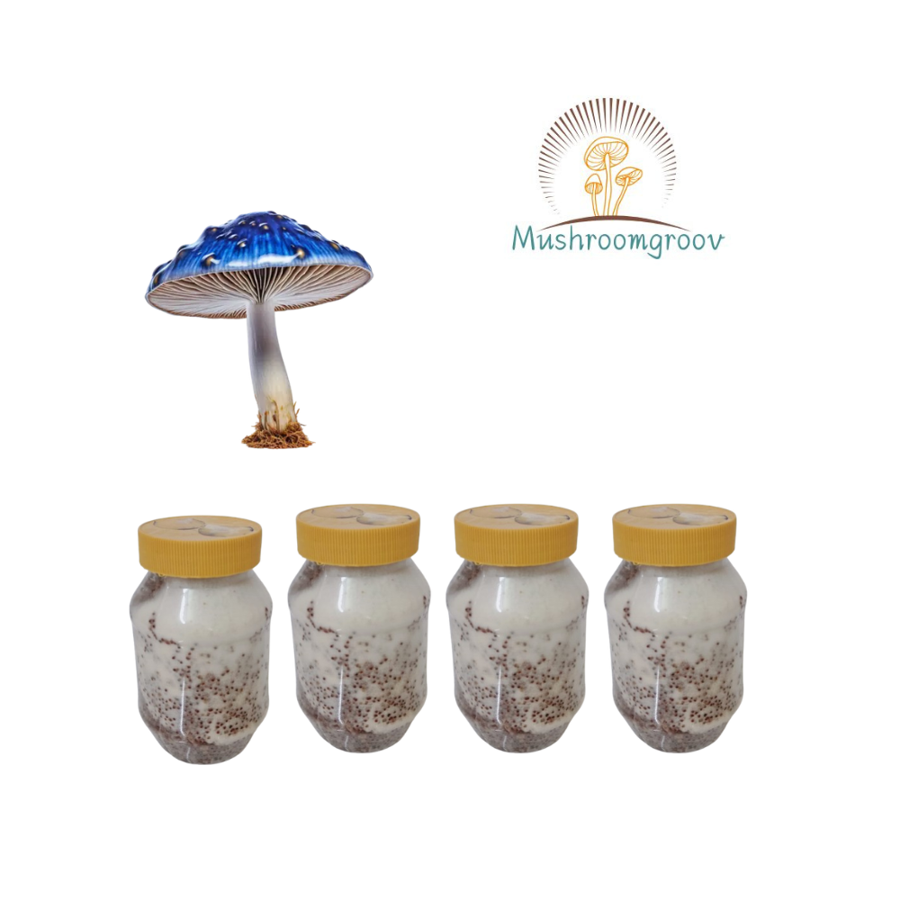 Bioluminescent Mushroom Grain Spawn (Mycena Chlorophos)