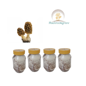 Black Morel Mushroom Grain Spawn (Morchella elata)
