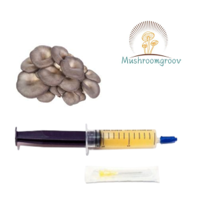 Black Pearl King 10 ml Liquid Culture – Fast-Colonizing Strain