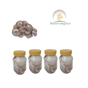 Black Pearl King Mushroom Grain Spawn (Pleurotus ostreatus)