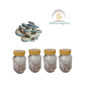 Premium King Blue Oyster  Mushroom Grain Spawn