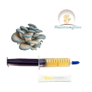 Premium King Blue Oyster Liquid Culture – Fast-Colonizing Strain