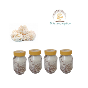 Cauliflower Mushroom Grain Spawn (Sparassis crispa)