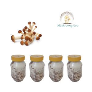 Chestnut Mushroom Grain Spawn (Pholiota adiposa )