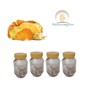 Chicken of the Woods Mushroom Grain Spawn