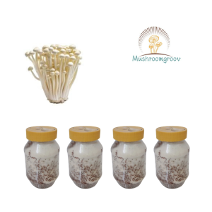 Enoki Mushroom Grain Spawn (Flammulina filiformis)