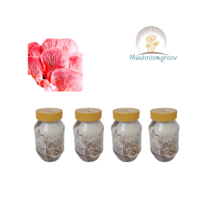 Pink Oyster Mushroom Grain Spawn (Pleurotus djamor)