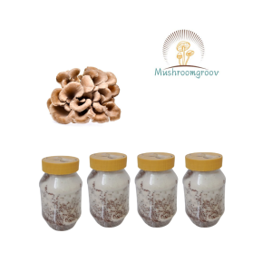 Hen of the Woods Mushroom Grain Spawn (Grifola frondosa)