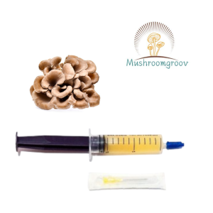 Hen of the Woods 10 ml Liquid Culture – Fast-Colonizing Strain