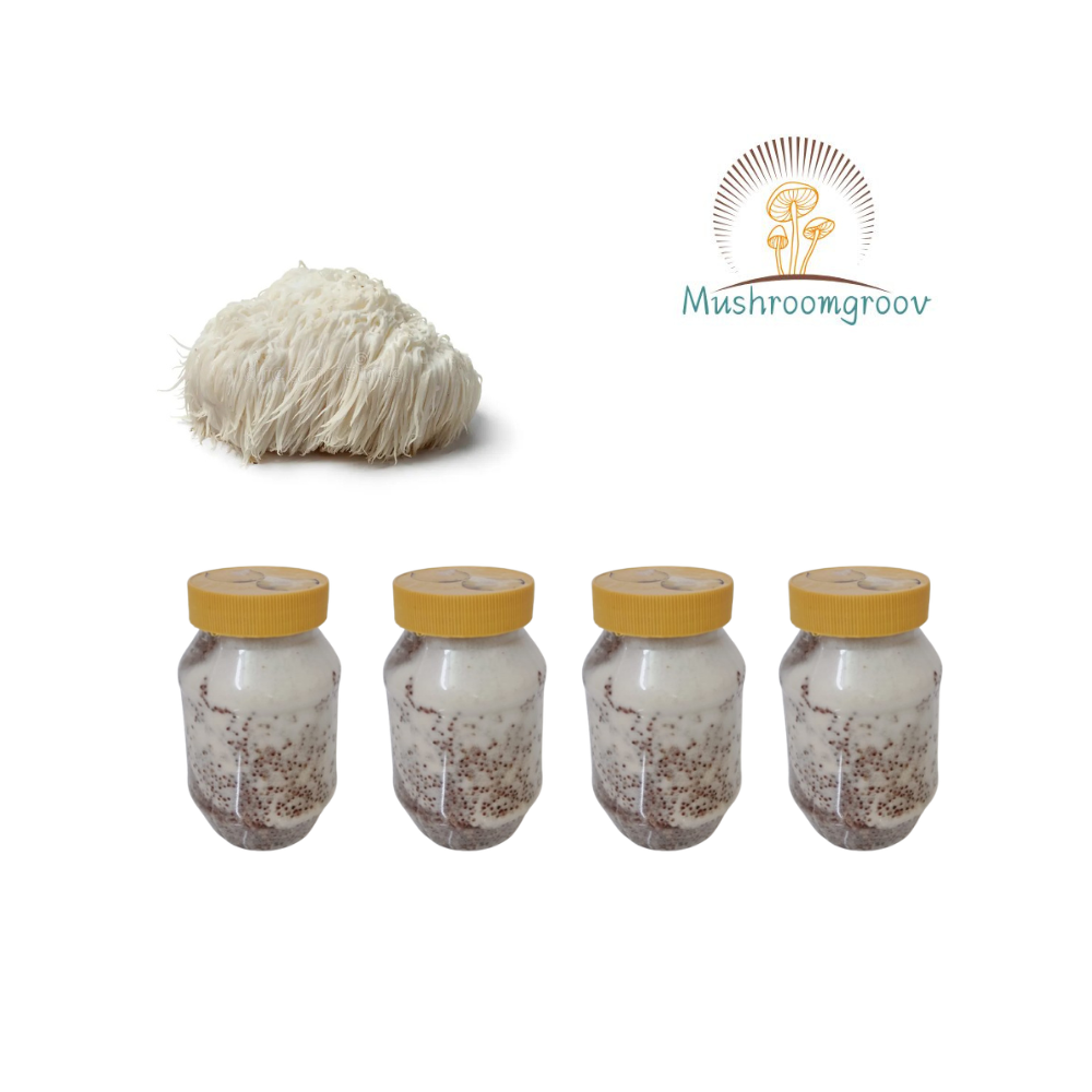 Lion’s Mane Mushroom Grain Spawn (Hericium erinaceus)