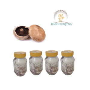 Portobello Mushroom Grain Spawn (Agaricus bisporus)