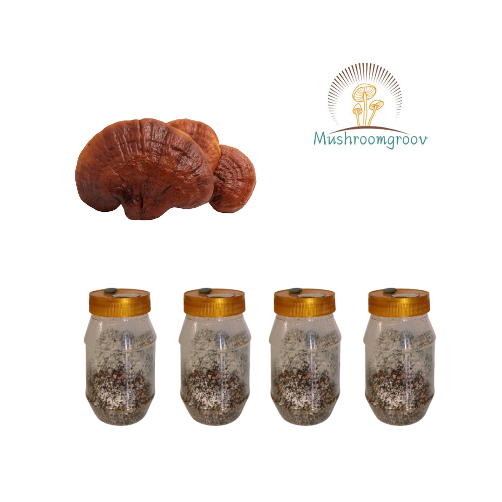 Reishi Mushroom Grain Spawn (Ganoderma lingzhi)