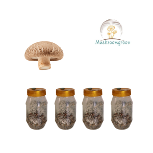 Shiitake Mushroom Grain Spawn (Lentinula edodes)