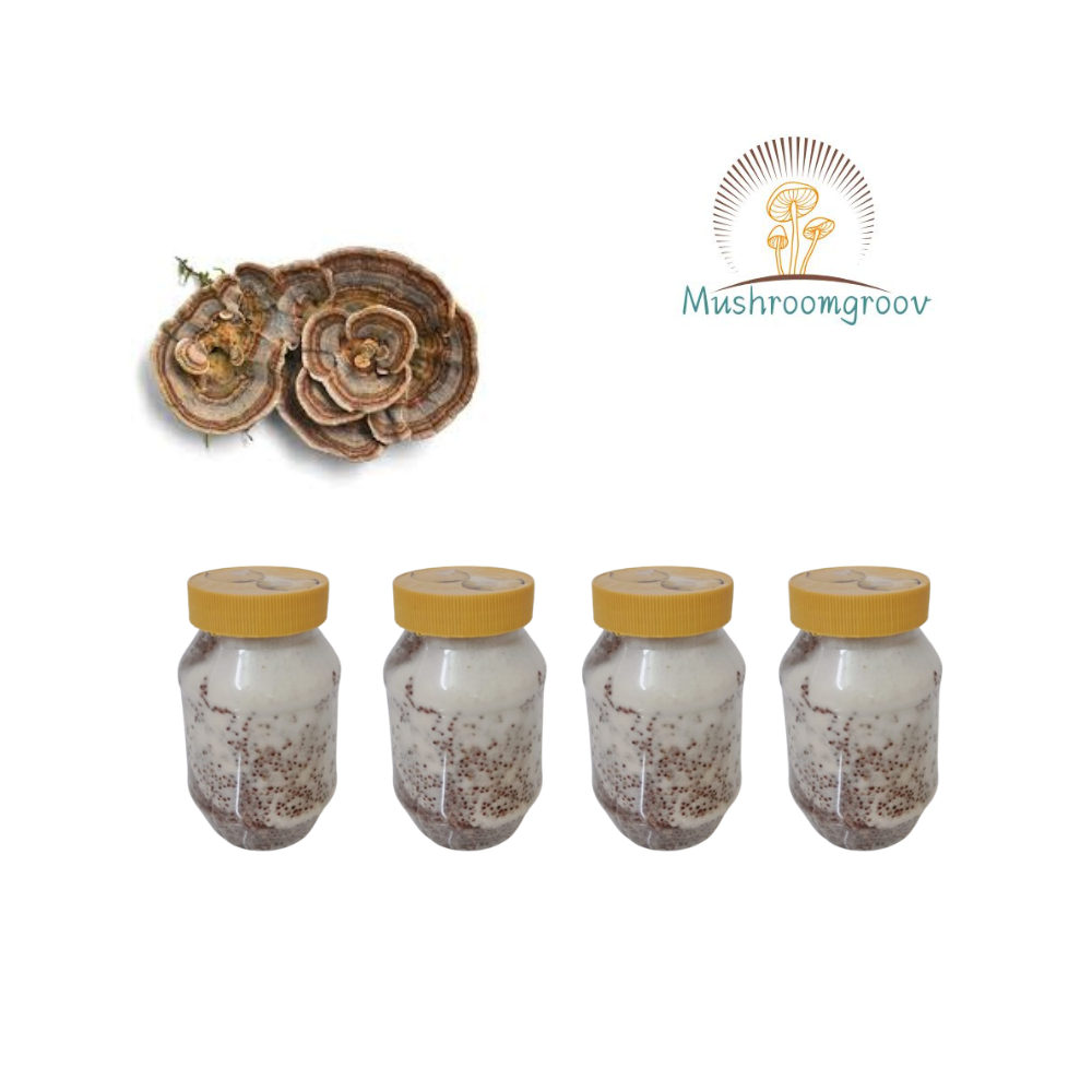 Turkey Tail Mushroom Grain Spawn (Trametes versicolor)