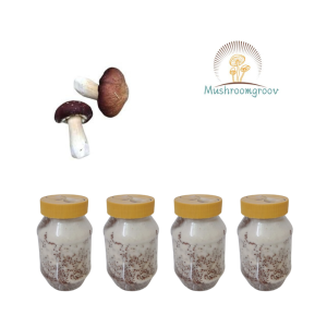 Wine Cap Mushroom Grain Spawn (Stropharia rugosoannulata)