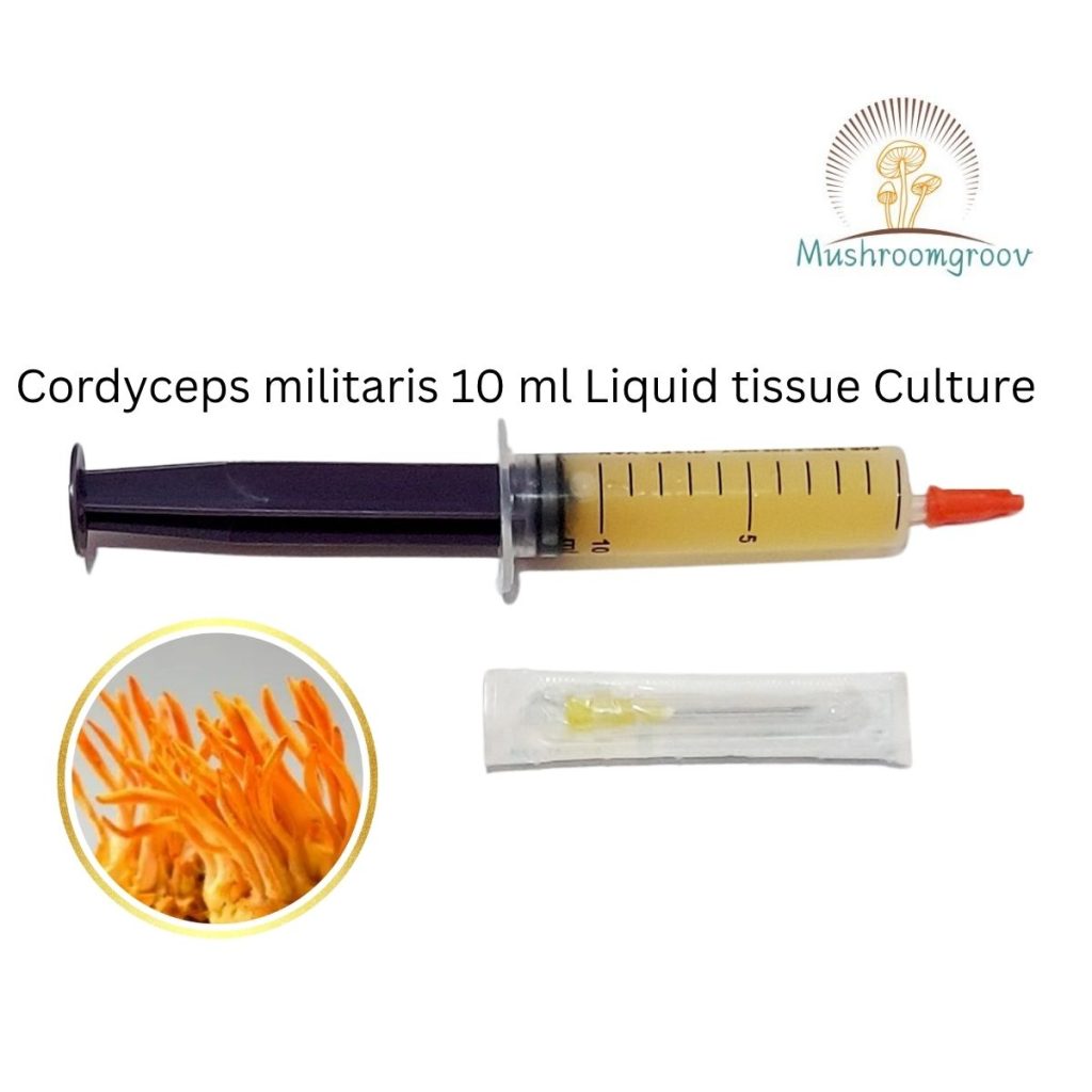Cordyceps Militaris 10ml Liquid Culture – High-Yield Grow Syringe