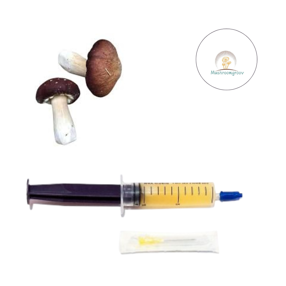 Premium Wine Cap 10 ml Liquid Culture – Fast-Colonizing Strain