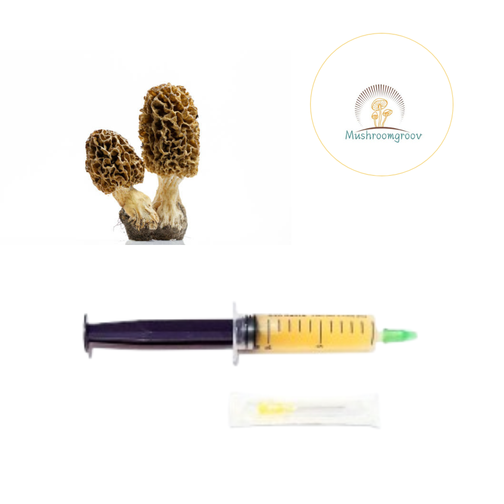 Premium Black Morel 10 ml Liquid Culture – Fast-Colonizing Strain