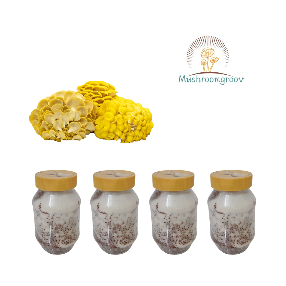 Golden Oyster Mushroom Grain Spawn (Pleurotus citrinopileatus)