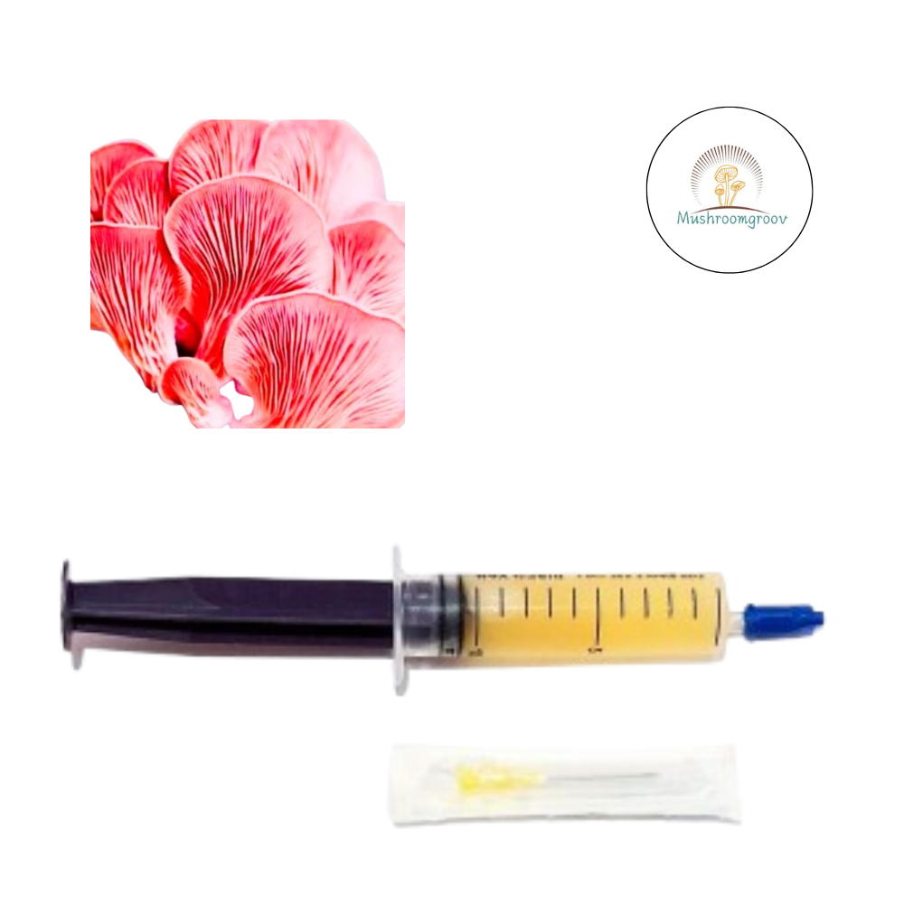 Premium Pink Oyster 10 ml Liquid Culture – Fast-Colonizing Strain