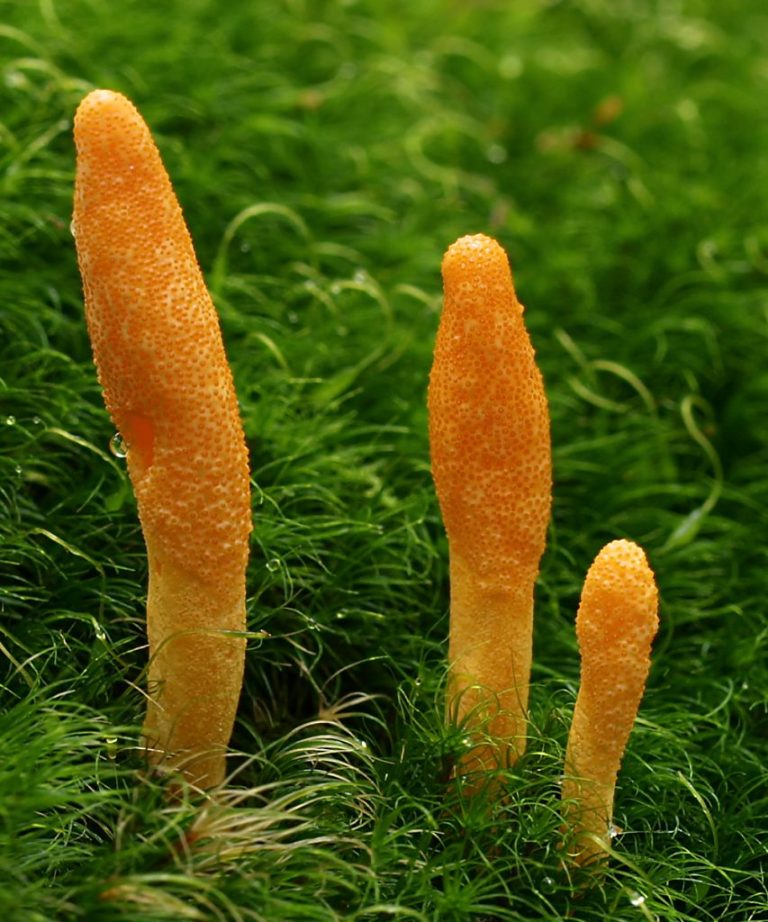 How Cordyceps Helps Altitude Performance and Oxygen Utilization