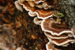 Turkey tail benefits